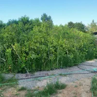 نیازمند کارگر ساده در گلفروشی