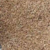 گندم|خوردنی و آشامیدنی|ایلام, |دیوار
