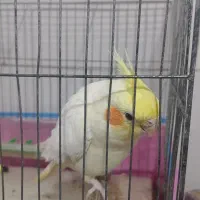 یک عدد پرنده عروس هلندی