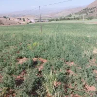 زمین-مناسب-خانه-باغی-روستای-سرتکلتو