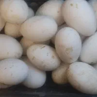 ۶عددتخم بوقلمون نطفه دار
