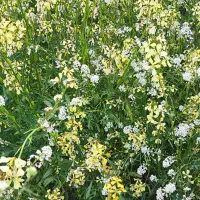 یک-قطعه-زمین-750-متری-و-خوش-دسترسی-هماشهر-سیرجان