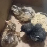 تخم نطفه دار