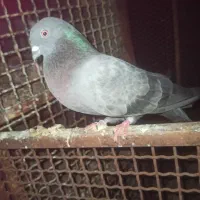 کفتر‌سبز‌پرشی