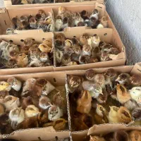 جوجه محلی نژاد کاکلی گلپایگان تخمگذار قیمت مناسب