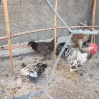 مرغ و خروس