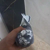 کفتر شکار