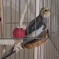 عروس هلندی نر سخنگو