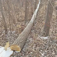 خریدارچوب ب بالاترین قیمت