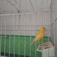 قناری نر بخون