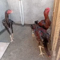 جوجه لاری