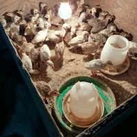 جوجه سیساک