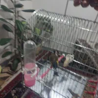 سهره باغی سه ماه قفس