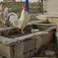 مرغ و خروس گلین