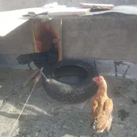مرغ خانگی