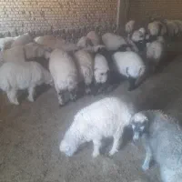 ۱۵ راس بزه نر یک دست بومی