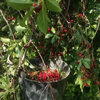 آلبالو رسمی