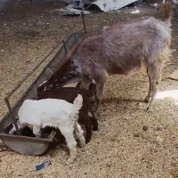 بز دوقوزا با دوتابزغاله