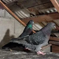کبوتر ساعت سنگین