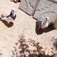 کفتر