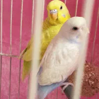 دو عدد مرغ عشق