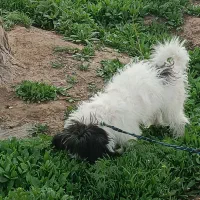 سگ شیتزو ماده