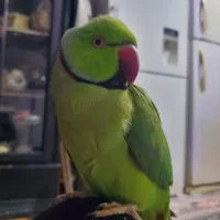 طوطی ملنگو  دستی  سخنگو