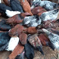 فروش خروس محلی