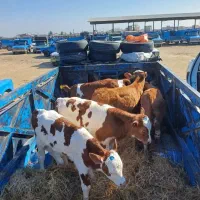 فروش انواع گوساله جنس