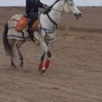 اسب نریون|اسب و تجهیزات اسب‌سواری|میناب, |دیوار