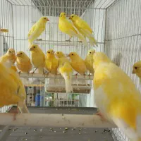 قناری خوشگل وخوشرنگ