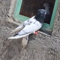 ۹عدد کبوتر سالم سرحال