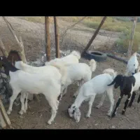 چندقلوجفت نروماده