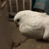 چند جفت کبوتر
