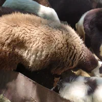 بره نر جهت نذری روستای جوراب