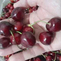 گیلاس تمیز ودرشت ،عالی ان .کیلو ۲۵۰