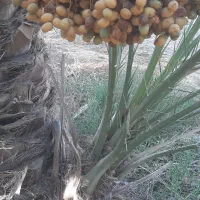 پاجوش برحی