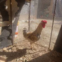 یک عدد خروس چهل تاج یک ملیون پونصد