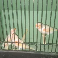 قناری موزاییکی