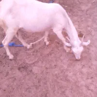 کهره ماده