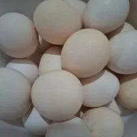 تخم مرغ محلی اصل