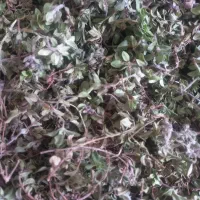 آویشن کوهی