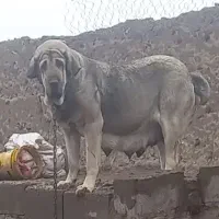 ماده پژدر بهترین نسل