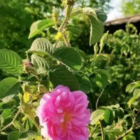 گل محمدی و گلاب اعلا