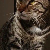 واگذاری گربه dsh