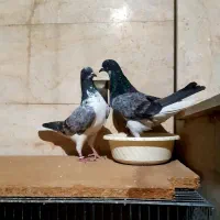(کبوتر کلاغی دم سفید  پشت اطلسی و هما سرور )