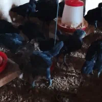 جوجه یک ماهه ایام سمانی