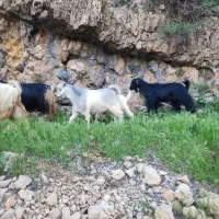 فروش بز بابزغاله داشتی.