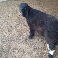 بره نر