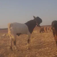 یک راس تکه